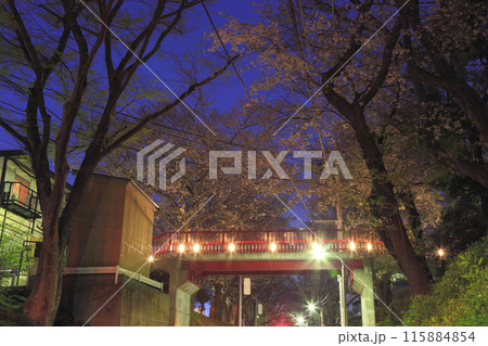 田園調布本町 桜坂 桜橋 夕景 115884854
