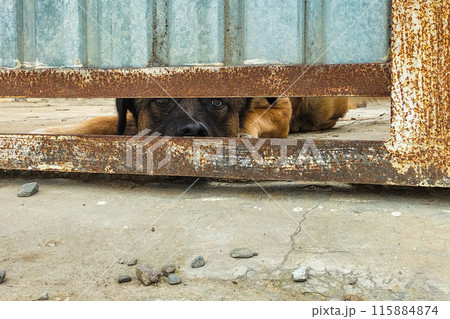 The guard dog hid under the entrance metal door group, sniffing and looking closely, waiting for intruders. Professional work on home protection, real estate protection. 115884874