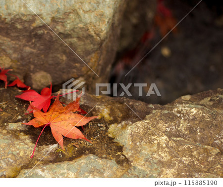 石の上に落ちた紅葉 115885190