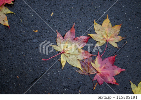 コンクリートに落ちた紅葉 115885191