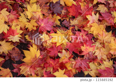 紅葉の落ち葉の絨毯 115885192