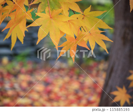 鮮やかな紅葉 115885193