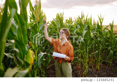 Farmer- woman standing in corn field examining crop. Harvest care concept. 115885231