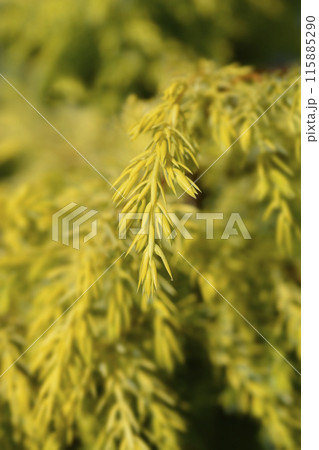 Juniper Gold Cone 115885290