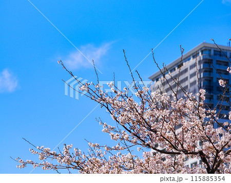青空に桜と高層マンションの風景 青空に桜と高層マンションの風景 115885354