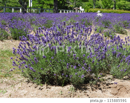 ラベンダー（はやさき三号）（早咲きドームブルーの花） 115885591