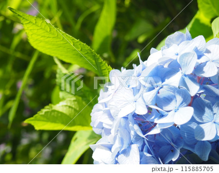 紫陽花　あじさい　形原　 115885705