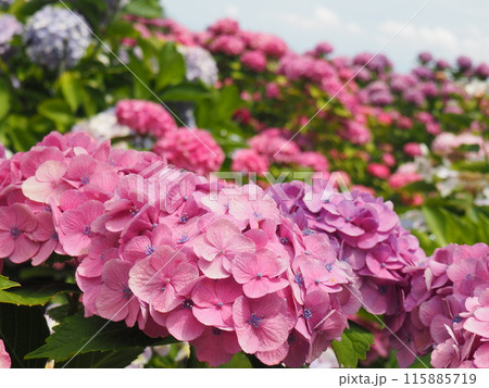 紫陽花 あじさい 形原 紫陽花 あじさい 形原 115885719