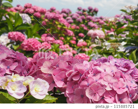 紫陽花　あじさい　形原　 115885721