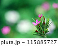 赤い花 115885727