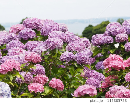 紫陽花　あじさい　形原　 115885728