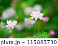 可憐なピンクの蓮華 115885730