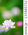 ピンクの花 115885732