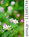 白い花 115885734