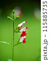 赤いチェリーセージの花 115885735