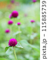 千日紅の赤い花 115885739