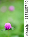 可憐な花 115885740