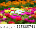 カラフルなパンジー 115885741