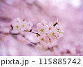ふんわりとした桜の花 115885742