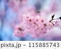春の青空に映える桜 115885743