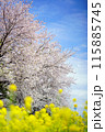 菜の花と桜と菜の花のある風景 115885745