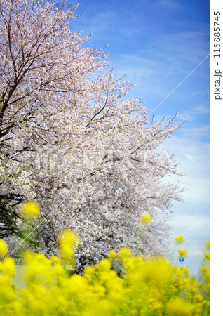菜の花と桜と菜の花のある風景 115885745