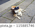 看板犬 115885746