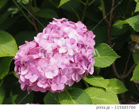 紫陽花 あじさい 形原 紫陽花 あじさい 形原 115885780