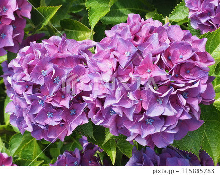 紫陽花 あじさい 形原 紫陽花 あじさい 形原 115885783