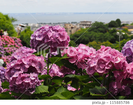 紫陽花　あじさい　形原　 115885786