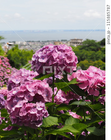 紫陽花　あじさい　形原　 115885787