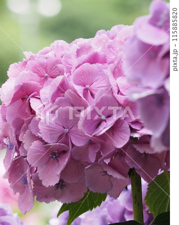 紫陽花　あじさい　形原　 115885820