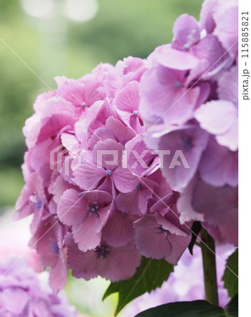 紫陽花　あじさい　形原　 115885821