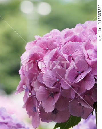 紫陽花　あじさい　形原　 115885822
