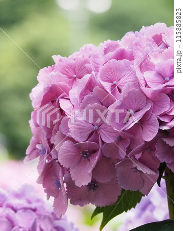 紫陽花　あじさい　形原　 115885823