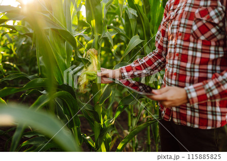 Owner of farm, standing in cornfield, inspects crop. Farmer is watching growth of crop with tablet. Owner of farm, standing in cornfield, inspects crop. Farmer is watching growth of crop with tablet. 115885825