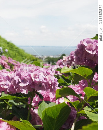 紫陽花　あじさい　形原　 115885874