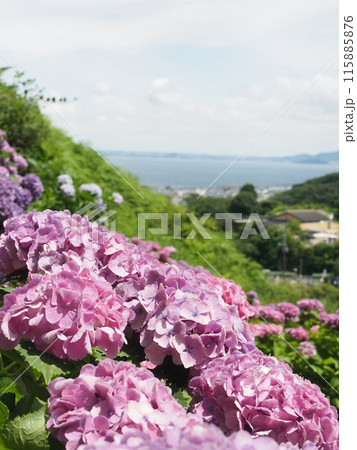 紫陽花　あじさい　形原　 115885876