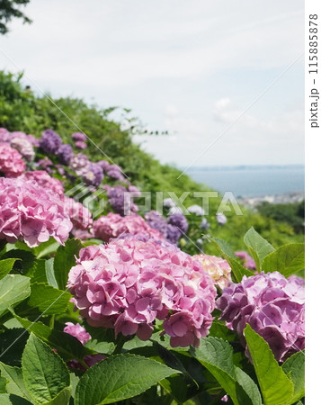 紫陽花　あじさい　形原　 115885878
