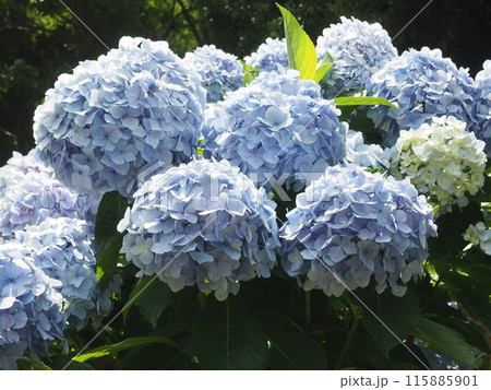 紫陽花　あじさい　形原　 115885901
