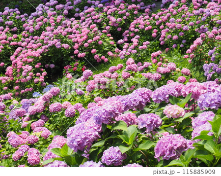 紫陽花　あじさい　形原　 115885909