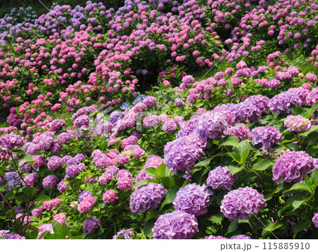 紫陽花 あじさい 形原 紫陽花 あじさい 形原 115885910