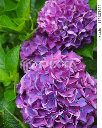 紫陽花 あじさい 形原 紫陽花 あじさい 形原 115885922