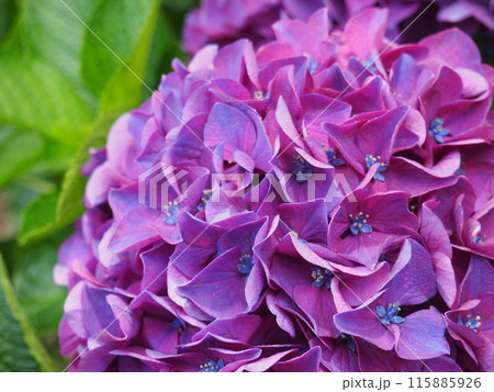 紫陽花　あじさい　形原　 115885926