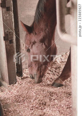 飼育されている馬 115885927