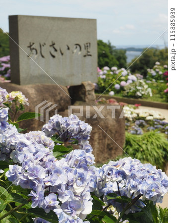 紫陽花 あじさい 形原 紫陽花 あじさい 形原 115885939