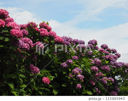 紫陽花 あじさい 形原 紫陽花 あじさい 形原 115885943