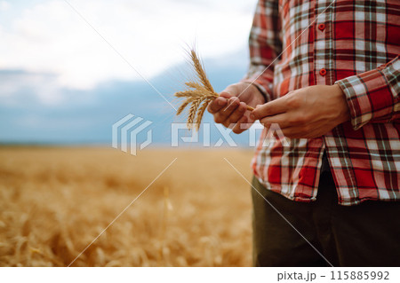 Wheat sprouts in a farmer's hand. Agricultural growth and farming business concept. 115885992