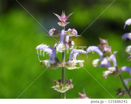 シソ科の宿根草「クラリーセージ」 115886241