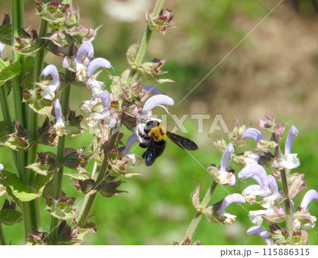 シソ科の宿根草「クラリーセージ」で吸蜜する「キムネクマバチ」 シソ科の宿根草「クラリーセージ」で吸蜜する「キムネクマバチ」 115886315